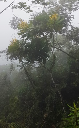 Jardín Botánico Juan María Céspedes - Tuluá
