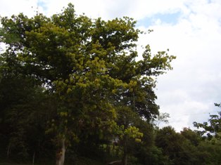 Jardín Botánico Juan María Céspedes - Tuluá