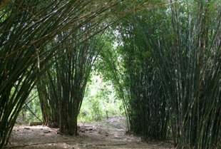 Jardín Botánico Juan María Céspedes - Tuluá