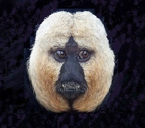 noticias-destacadas/monos-americanos-en-el-museo-de-ciencias-naturales