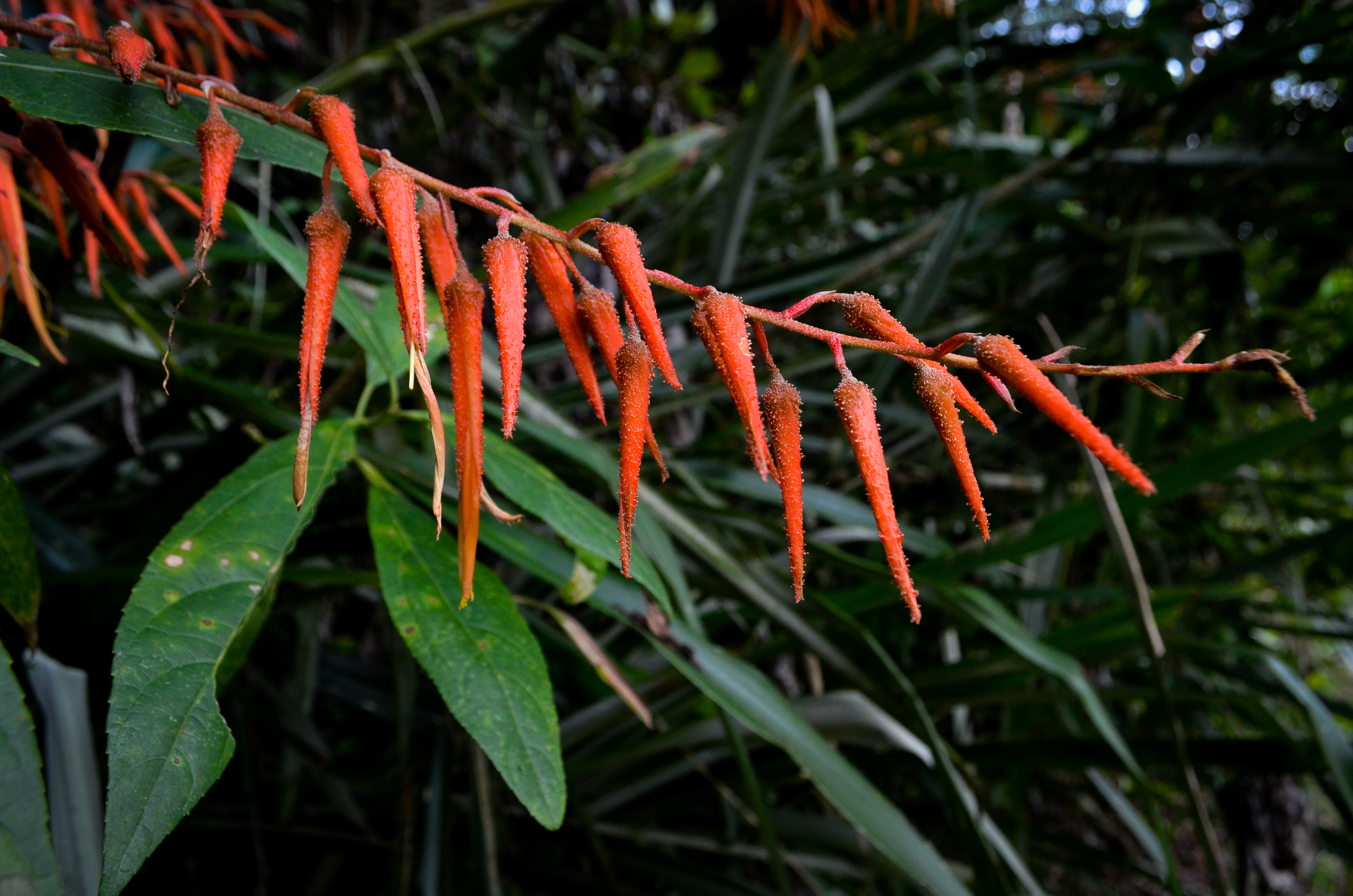 noticias-destacadas/avances-del-proyecto-conservacion-del-bosque-seco-tropical