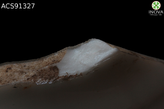 porcelana-bone-china-porcelain-bone-china