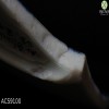 porcelana-inglesa-de-pasta-suave-porcelain-english-soft-paste